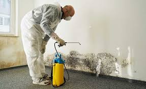 Mold Odor Removal Services in Mattituck, NY